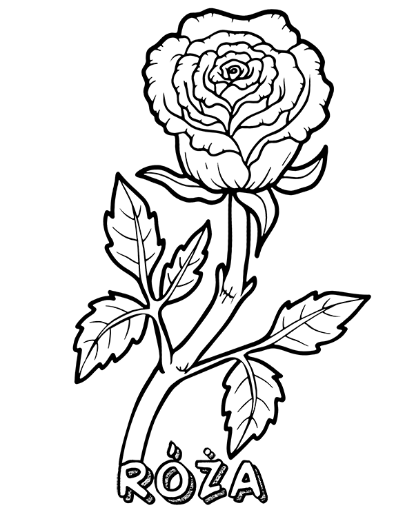 Kolorowanka róża kwitnąca